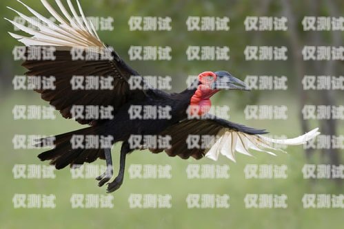 訓(xùn)鳥外呼系統(tǒng)，助力鳥類訓(xùn)練的創(chuàng)新工具飛鳥外呼