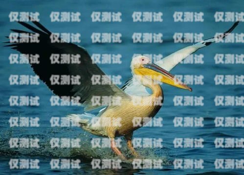 訓(xùn)鳥外呼系統(tǒng)，助力鳥類訓(xùn)練的創(chuàng)新工具飛鳥外呼