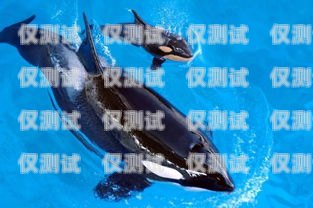 探索虎鯨外呼系統(tǒng)，提升客戶溝通的創(chuàng)新解決方案虎鯨怎么呼叫不出來