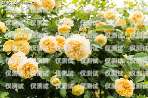 上海通訊外呼系統(tǒng)價(jià)格解析上海外呼公司