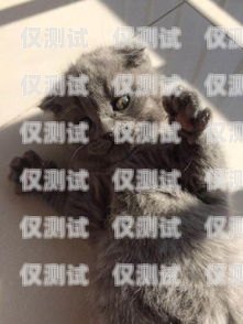 藍(lán)貓電銷卡激活要錢嗎？多少錢？藍(lán)貓電銷卡激活要錢嗎多少錢一張