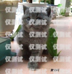 藍(lán)貓電銷卡激活要錢嗎？多少錢？藍(lán)貓電銷卡激活要錢嗎多少錢一張