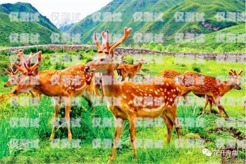 九鹿林外呼系統(tǒng)維語版，助力少數(shù)民族地區(qū)的溝通與發(fā)展九鹿林外呼怎樣